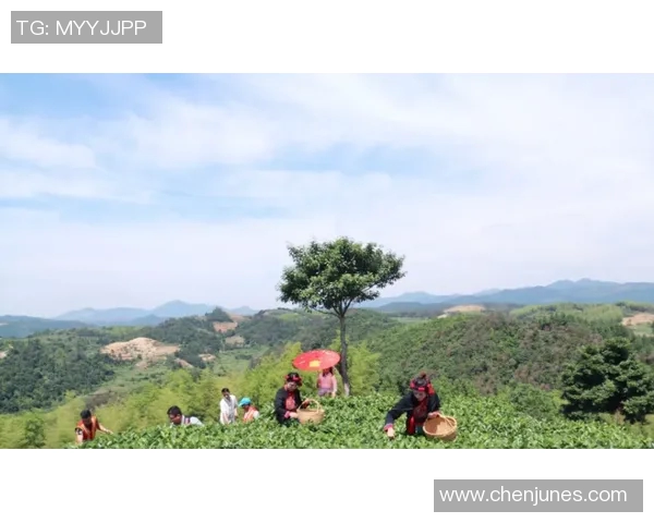 周强独家分享乒乓球技巧与心得助你提升球技的秘诀与经验